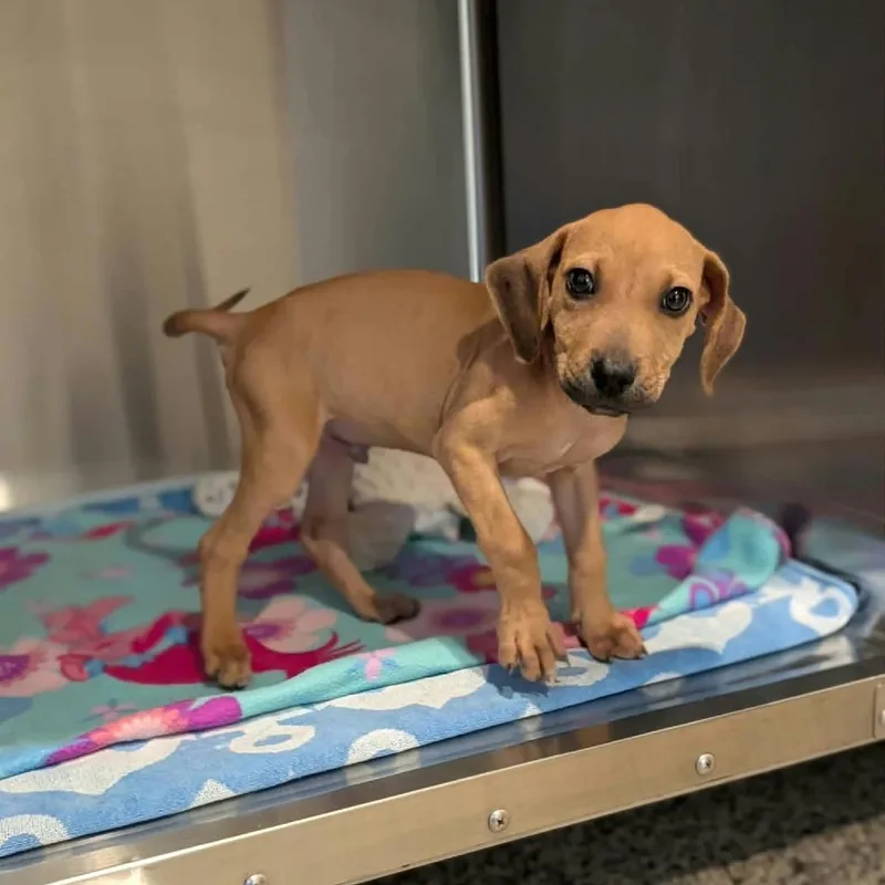 A baby medium-sized male Yellow / Tan / Blond / Fawn Hound dog named Hawkins for adoption in Griswold, CT