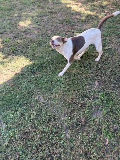 An adult medium-sized female Yellow / Tan / Blond / Fawn Hound dog named Cinnamon for adoption in Fayetteville, AR