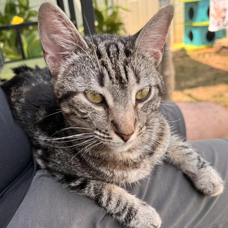An adult medium-sized female Gray / Blue / Silver Domestic Short Hair cat named Mrs. Doubtfire for adoption in Brownsboro, AL
