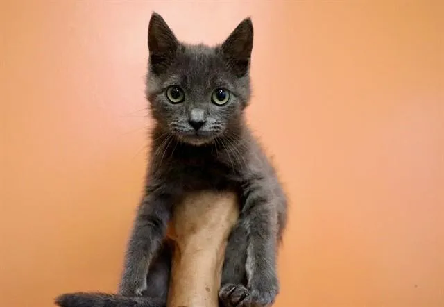A young small-sized female Domestic Short Hair cat named Cloud for adoption in San Luis Obispo, CA