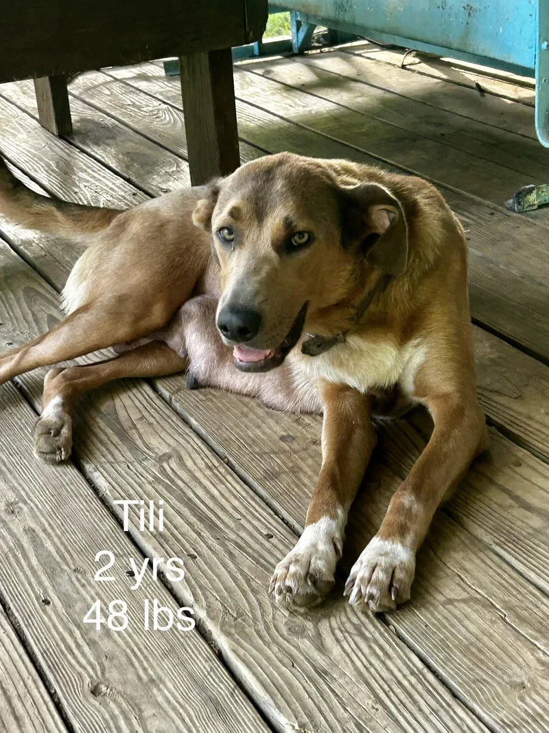 An adult large-sized female Terrier dog named Tilly for adoption in Welling, OK