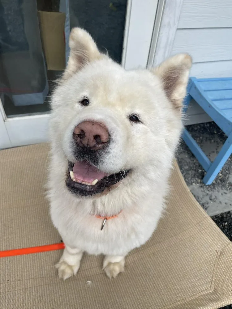An adult large-sized male Akita dog named Ash for adoption in Trenton, ME