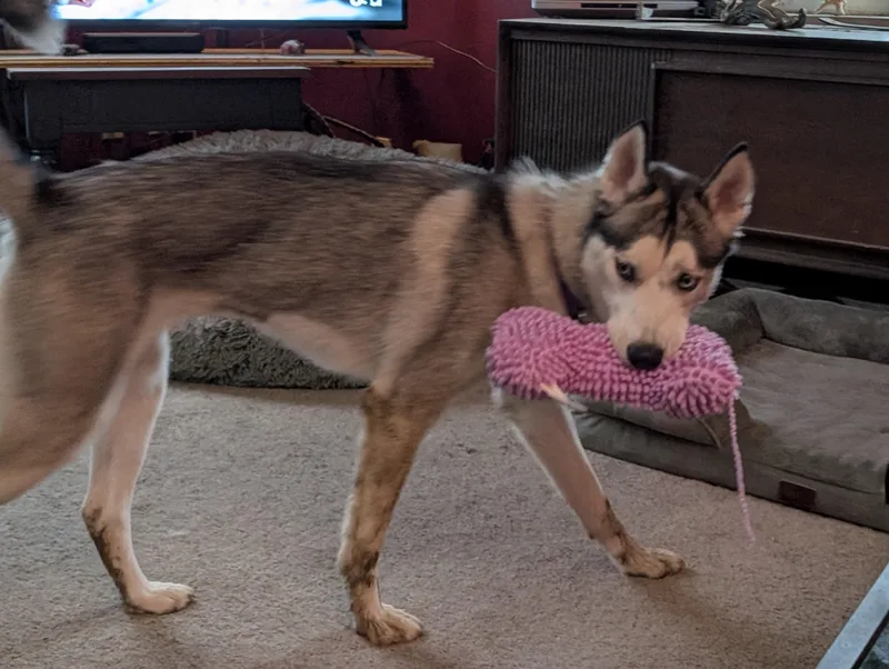 An adult large-sized female Gray / Blue / Silver Husky dog named Sky for adoption in Cincinnati, OH