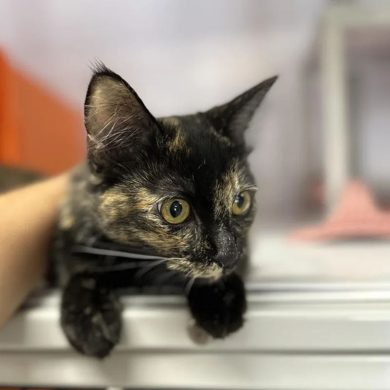 A young large-sized female Tortoiseshell Domestic Medium Hair cat named Madeleine for adoption in Houston, TX