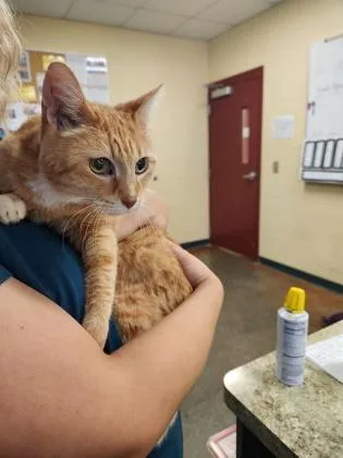 A senior small-sized female Domestic Short Hair cat named Sunshine for adoption in Independence, MO