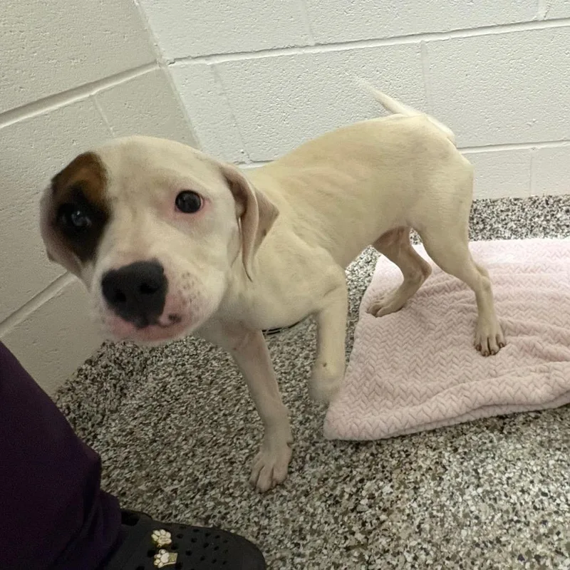 A baby small-sized female White / Cream Pit Bull Terrier dog named Bumper Car for adoption in Morganton, NC