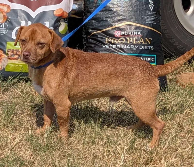 An adult small-sized male Dachshund dog named Oakley for adoption in Crescent, OK