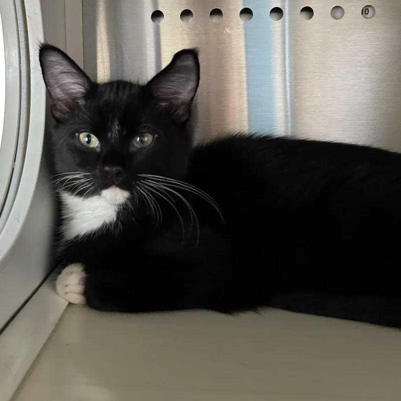 A baby medium-sized male Black Domestic Short Hair cat named Conga KS for adoption in Denver, CO