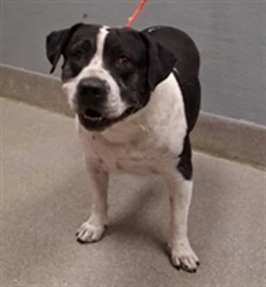 An adult large-sized male Pit Bull Terrier dog named Roswell for adoption in Las Vegas, NV