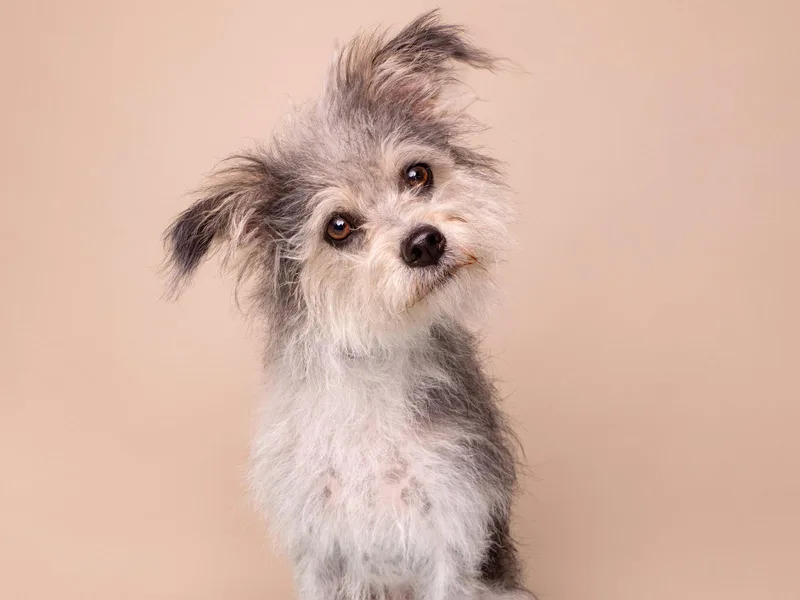 A young small-sized male Yorkshire Terrier dog named Neptune for adoption in Palo Alto, CA