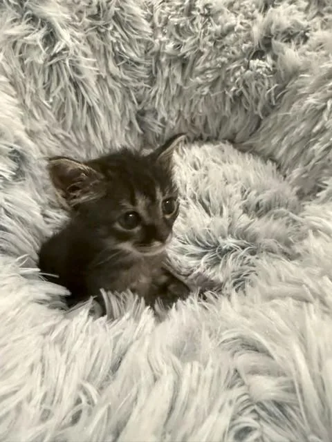 A baby small-sized male Black Tabby cat named Gram for adoption in Paulina, LA