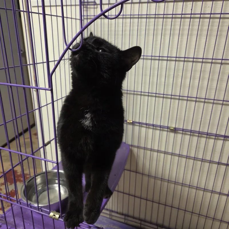A young medium-sized female Black American Shorthair cat named Frog for adoption in Toledo, OH