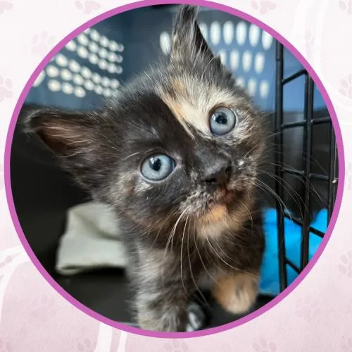 A baby small-sized female Tortoiseshell Domestic Short Hair cat named Painted Lady for adoption in Toms River, NJ
