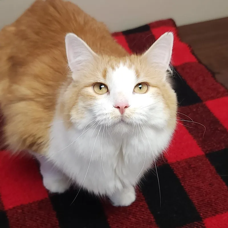 An adult medium-sized female Orange & White Domestic Medium Hair cat named Gooseberry for adoption in Marshfield, WI