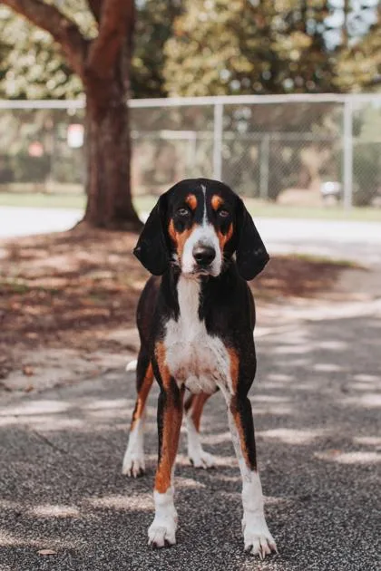 An adult large-sized male Treeing Walker Coonhound dog named A Moon Pie for adoption in North Charleston, SC