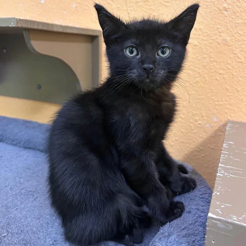 A baby small-sized male Black Domestic Short Hair cat named Cletus for adoption in Fresno, CA