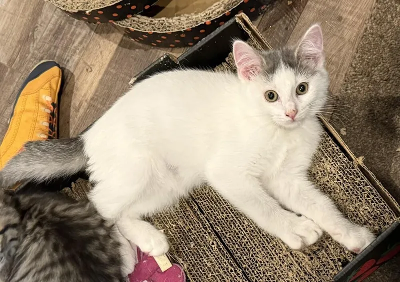 A baby small-sized male Gray & White Domestic Short Hair cat named Toby for adoption in Chattanooga, TN