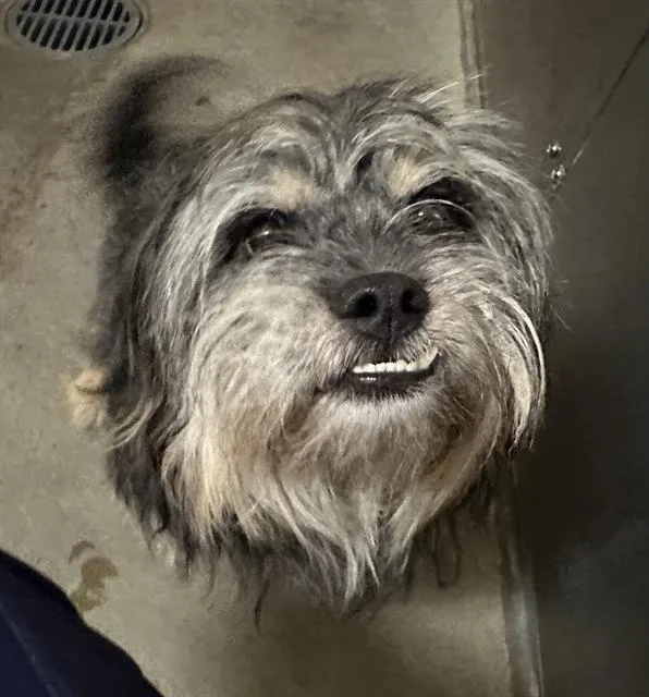 A young small-sized male Maltese dog named Shadow for adoption in Santa Cruz, CA