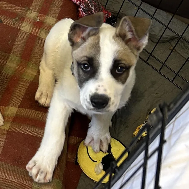 A baby small-sized male White / Cream Shepherd dog named Carl for adoption in Flagstaff, AZ