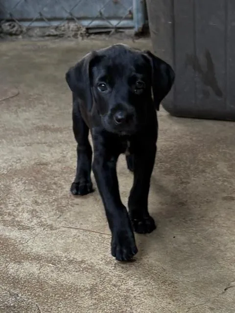 A baby medium-sized male Labrador Retriever dog named Crinkle for adoption in Cairo, GA
