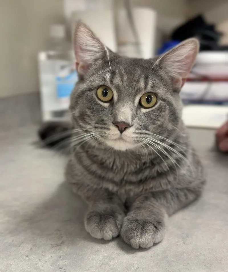 An adult large-sized male Gray / Blue / Silver Domestic Short Hair cat named Chunks for adoption in Bemidji, MN