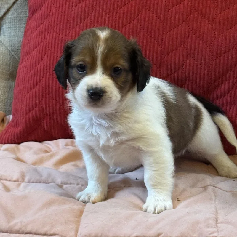 A baby small-sized male Black Mixed Breed dog named Sweet Chester for adoption in Chantilly, VA
