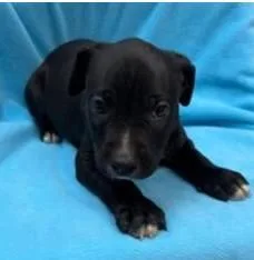 A young large-sized male Pit Bull Terrier dog named Wyatt for adoption in Kansas City, MO