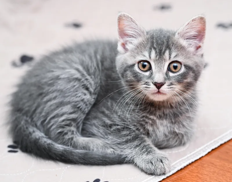 A baby medium-sized male Tabby (Gray / Blue / Silver) Tabby cat named Otter for adoption in Chattanooga, TN