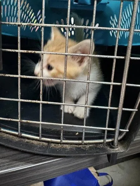 A baby small-sized female Domestic Short Hair cat named Lima Beans for adoption in Mobile, AL