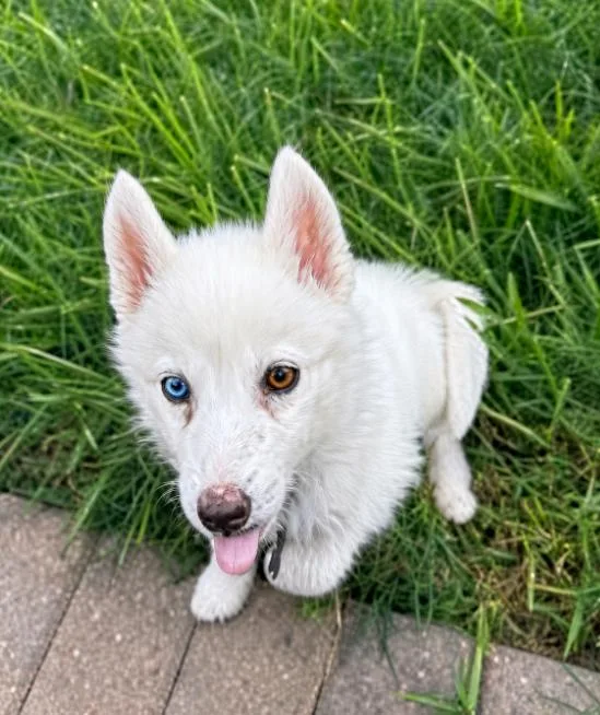 A baby small-sized male White / Cream Pomsky dog named Koda for adoption in Manvel, TX