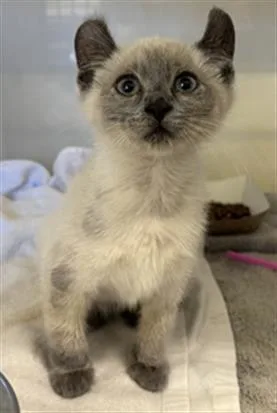 A baby small-sized male Siamese cat named A for adoption in Camarillo, CA
