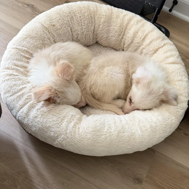 A baby small-sized female White / Cream Border Collie dog named Cady for adoption in Rockville, MD