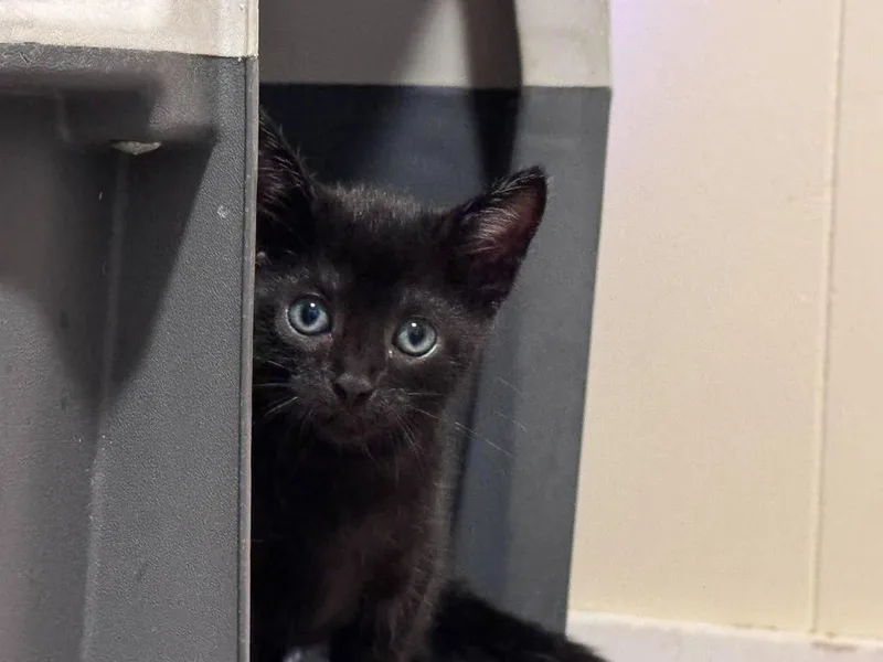 A baby small-sized female Domestic Short Hair cat named Delta Jr. for adoption in Sebastian, FL