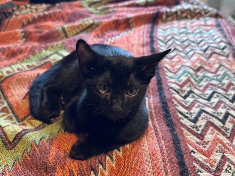 Delta Jr. thumbnail 2