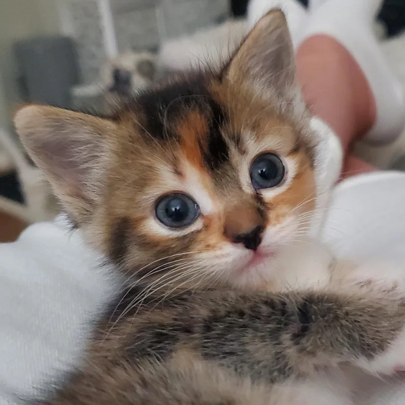 A baby small-sized female Domestic Short Hair cat named April May for adoption in Cumming, GA