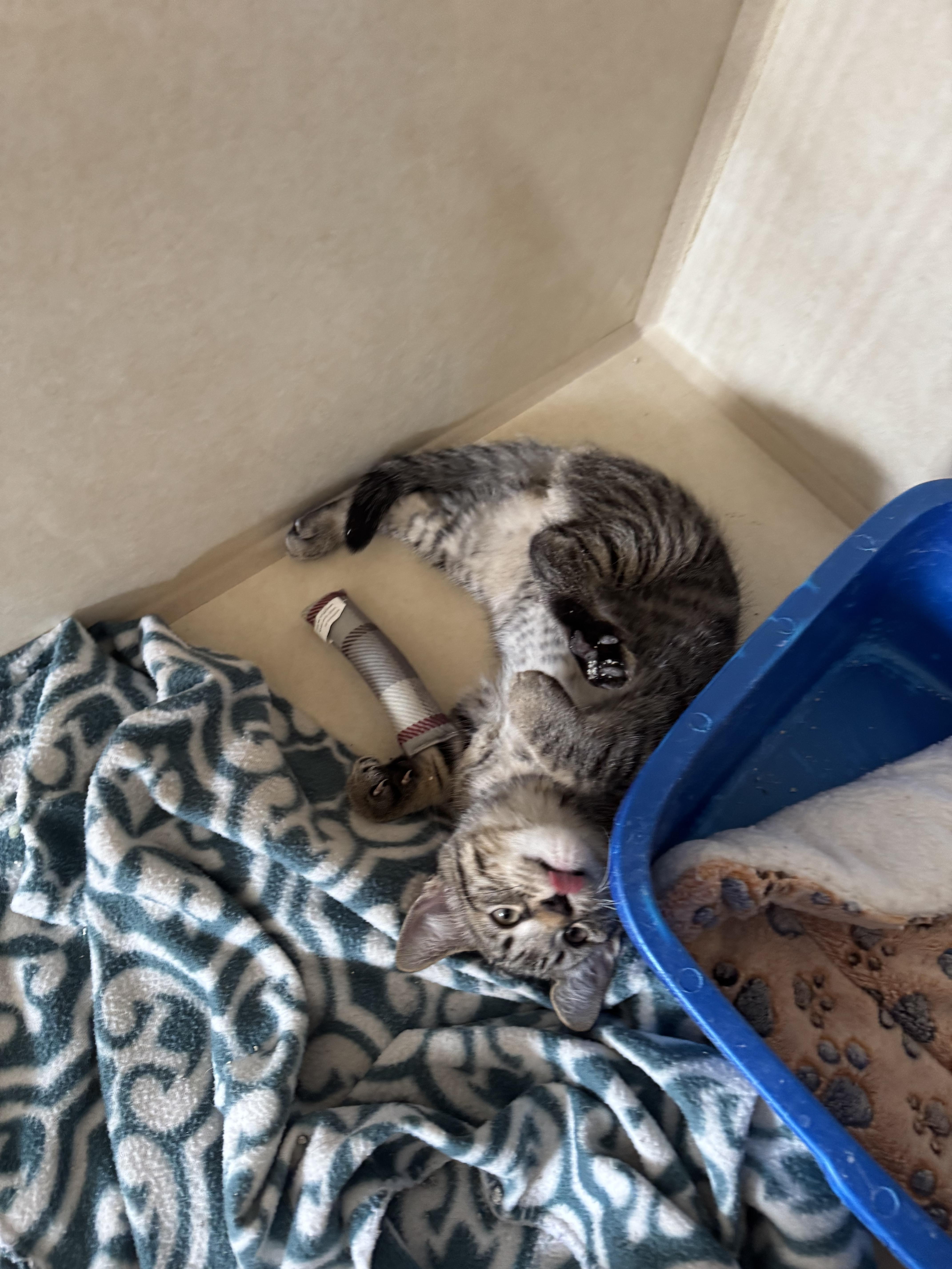 A baby small-sized male Tabby (Brown / Chocolate) Domestic Short Hair cat named Jim for adoption in Salem, NH
