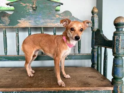 An adult small-sized female Chihuahua dog named Tulip for adoption in San Antonio, TX