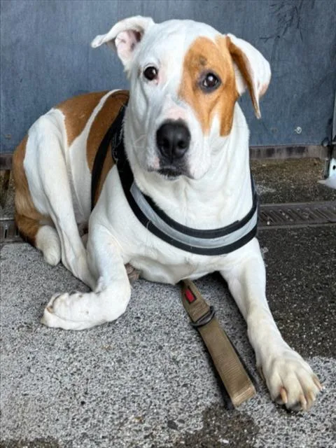 An adult large-sized male Pit Bull Terrier dog named Champ for adoption in Woodland, CA