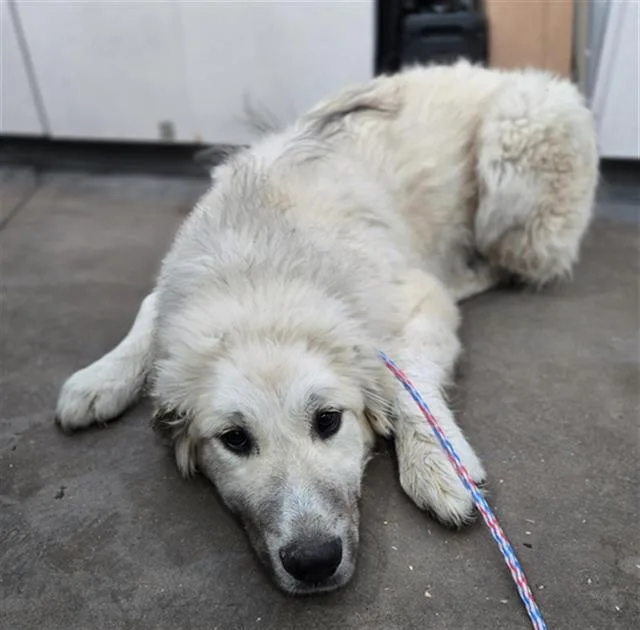 A young large-sized female Mixed Breed dog named Pepperjack for adoption in Dallas, TX