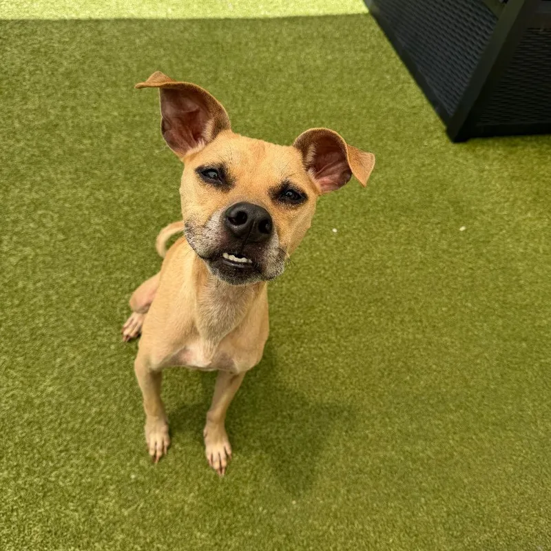 An adult medium-sized female Yellow / Tan / Blond / Fawn Mixed Breed dog named JuJu for adoption in Titusville, FL