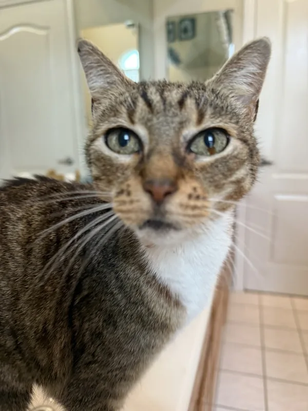 An adult medium-sized female Domestic Short Hair cat named Imperial Ladybug for adoption in Bonsall, CA