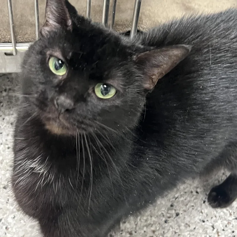 A senior medium-sized female Domestic Short Hair cat named Kit Kat for adoption in Mount Pleasant, MI