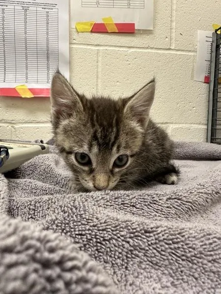 A baby small-sized female Domestic Short Hair cat named Judy for adoption in Santa Rosa, CA