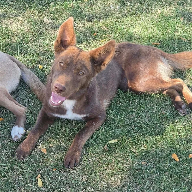 A young medium-sized female Brown / Chocolate Husky dog named Rosemary for adoption in Tacoma, WA