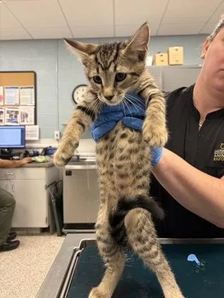A baby small-sized male Domestic Short Hair cat named Light Blue Band for adoption in Gastonia, NC