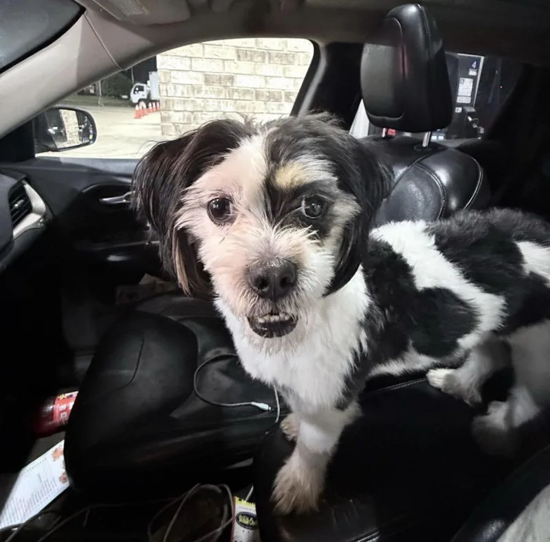 A young small-sized male Tricolor (Brown, Black, & White) Shih poo dog named Kevin for adoption in Memphis, TN