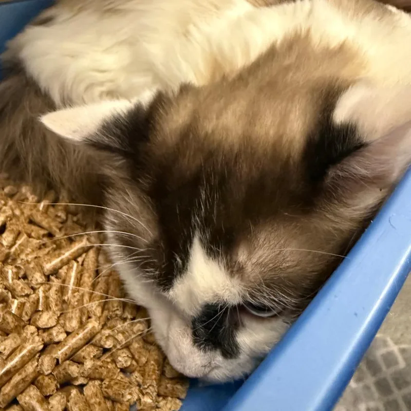 An adult small-sized male White Domestic Long Hair cat named Coconut for adoption in Concord, NH
