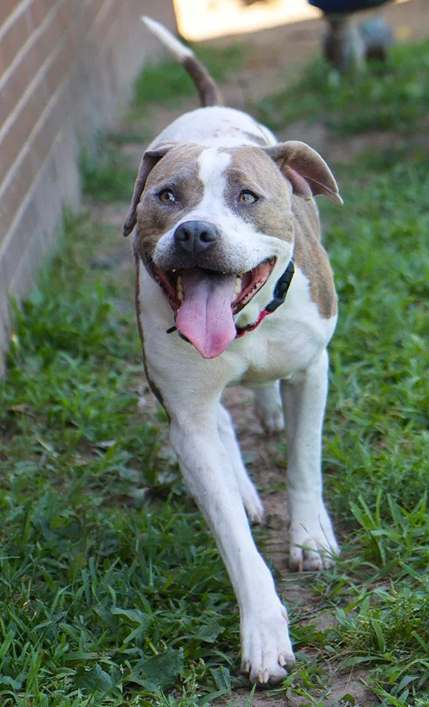 An adult medium-sized female White / Cream Pit Bull Terrier dog named Patsy for adoption in Kansas City, KS