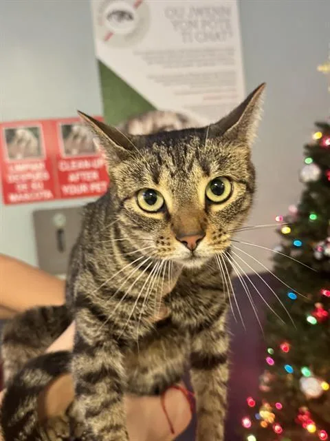An adult small-sized female Domestic Short Hair cat named Nala for adoption in Miami, FL