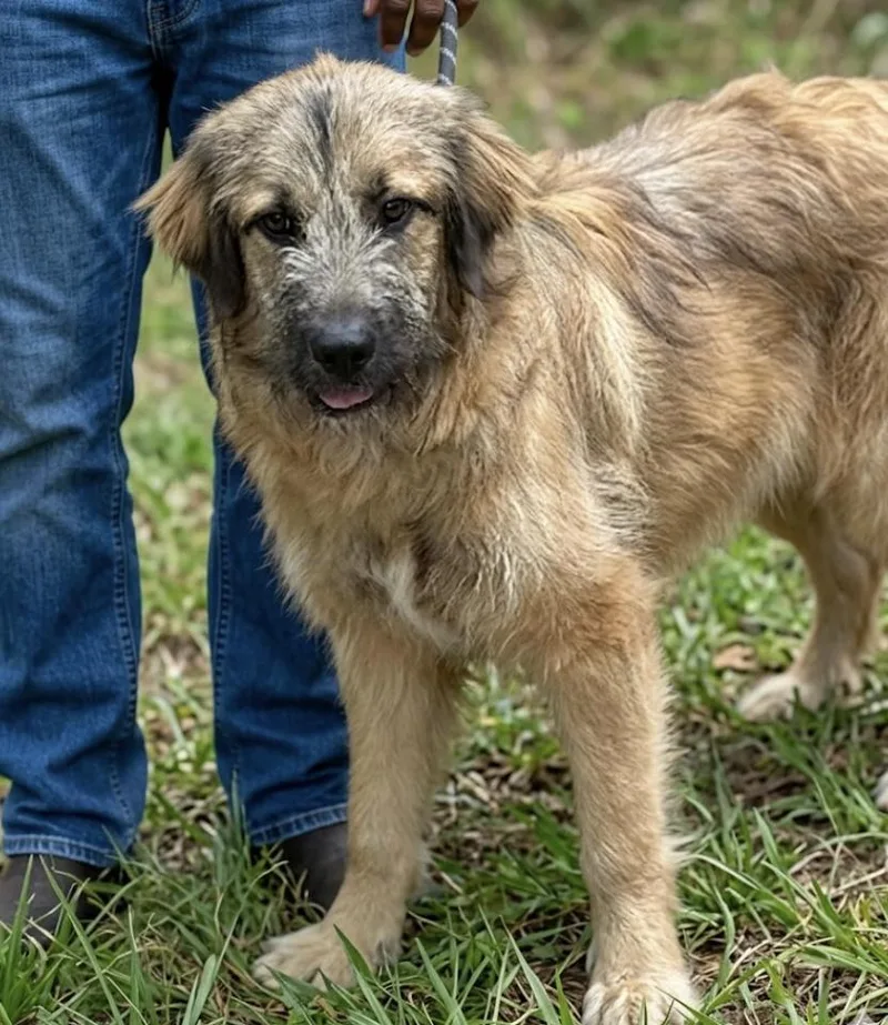 A baby medium-sized female Yellow / Tan / Blond / Fawn Briard dog named Shin for adoption